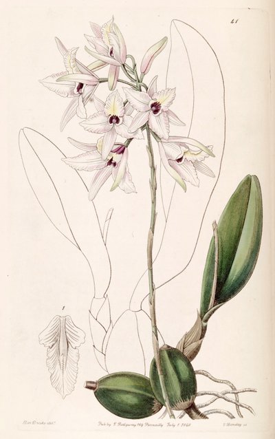 Laelia rubescens - Miss Drake